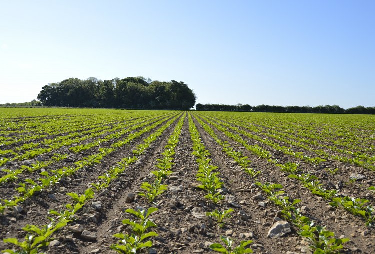 AICC EXPERTS ON THE KNOWLEDGE TRAIL AT CEREALS