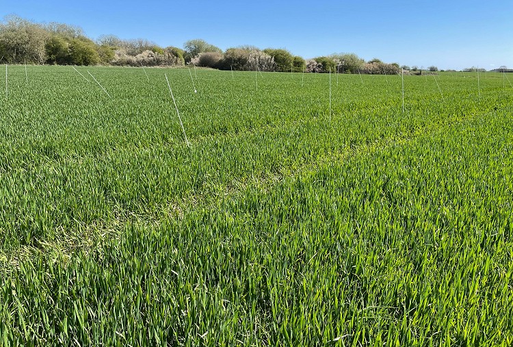 Central English AICC Barley Site