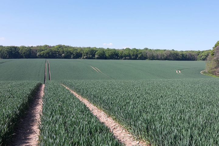 Crop field