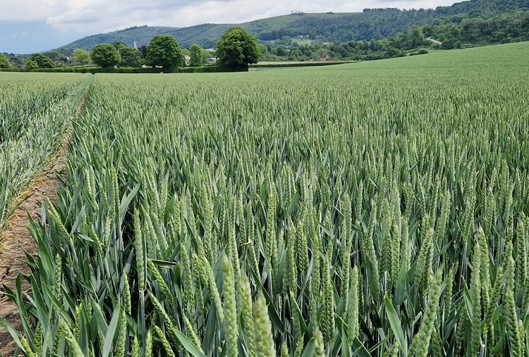 Looking for a career in Independent Agronomy?