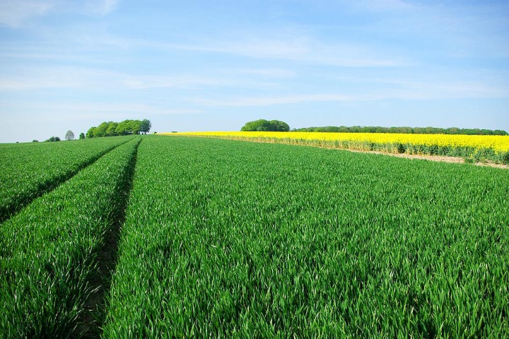 Crop field