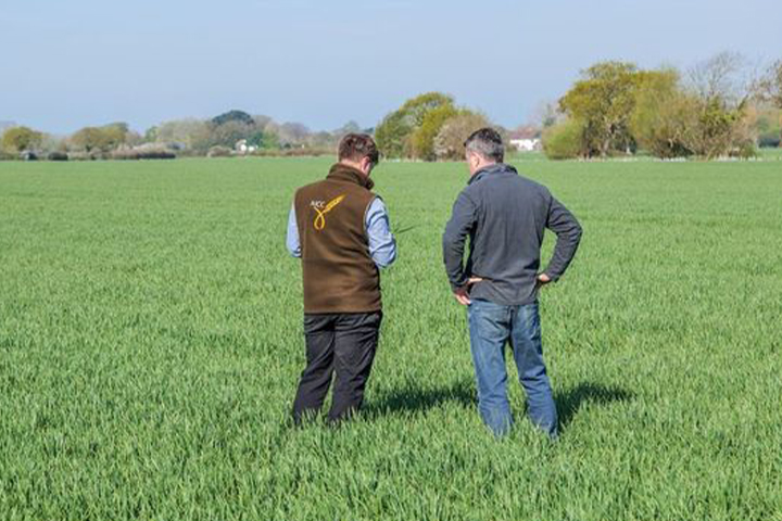 People examing crops