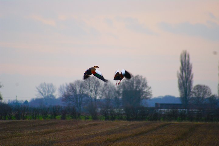 Birds attacking crops